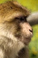 Barbary Macacque, captive, intelligent, constance, sylvanus, lake, macaca, germany, brown, monkey, primate, macacque, wildlife, barbary, animal, salem, hairy, affenberg, furry, bodensee, face