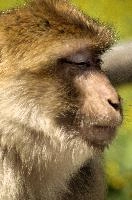 Aum..., captive, intelligent, constance, sylvanus, lake, macaca, germany, brown, monkey, primate, macacque, wildlife, barbary, animal, salem, hairy, affenberg, furry, bodensee, face