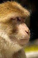 Thoughtful Macacque, captive, intelligent, constance, sylvanus, lake, macaca, germany, brown, monkey, primate, macacque, wildlife, barbary, animal, salem, hairy, affenberg, furry, bodensee, face