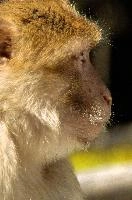 Berberaffe, captive, intelligent, constance, sylvanus, lake, macaca, germany, brown, monkey, primate, macacque, wildlife, barbary, animal, salem, hairy, affenberg, furry, bodensee, face