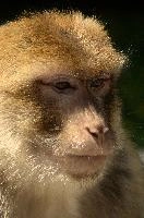 Berberaffe, salem, animal, europe, macacque, enclosure, monkey, bodensee, mammal, germany, captive, affenberg, hairy, wildlife, berber, zoo, barbary, constance, lake, primate