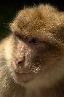 Berberaffe, salem, animal, europe, macacque, enclosure, monkey, bodensee, mammal, germany, captive, affenberg, hairy, wildlife, berber, zoo, barbary, constance, lake, primate