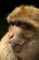 Berberaffe, salem, animal, europe, macacque, enclosure, monkey, bodensee, mammal, germany, captive, affenberg, hairy, wildlife, berber, zoo, barbary, constance, lake, primate