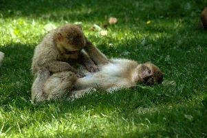 Barbary Macacques, animal, baby, zoo, primate, europe, wildlife, germany, berber, monkey, captive, macacque, enclosure, barbary, constance, salem, lake, affenberg, hairy, grooming, bodensee, mammal, immature