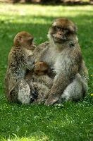 Macacque Family Reunion, animal, baby, zoo, primate, europe, wildlife, germany, berber, monkey, captive, macacque, enclosure, barbary, constance, salem, lake, affenberg, hairy, grooming, bodensee, mammal, immature