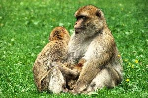 Macaque Family, animal, baby, zoo, primate, europe, wildlife, germany, berber, monkey, captive, macacque, enclosure, barbary, constance, salem, lake, affenberg, hairy, grooming, bodensee, mammal, immature