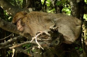Berberaffe, salem, animal, europe, macacque, enclosure, monkey, bodensee, mammal, germany, captive, affenberg, hairy, wildlife, berber, zoo, barbary, constance, lake, primate