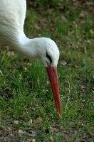 Ciconia ciconia, affenberg, bird, stork, ciconia, bodensee, deutschland, salem, white