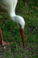 Ciconia ciconia, affenberg, bird, stork, ciconia, bodensee, deutschland, salem, white