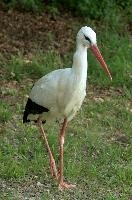 Ciconia ciconia, affenberg, bird, stork, ciconia, bodensee, deutschland, salem, white