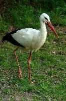 Ciconia ciconia, affenberg, bird, stork, ciconia, bodensee, deutschland, salem, white