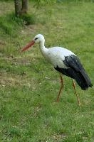 Ciconia ciconia, affenberg, bird, stork, ciconia, bodensee, deutschland, salem, white