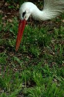 Ciconia ciconia, affenberg, bird, stork, ciconia, bodensee, deutschland, salem, white