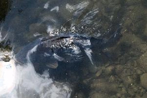 dsc_211167.jpg