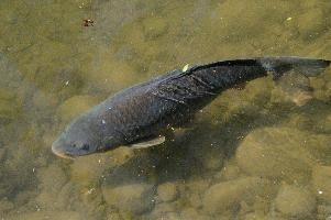 dsc_211168.jpg