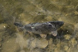 dsc_211175.jpg