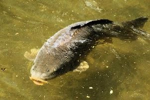 Mirror Carp, pond, lake, carpio, europe, cyprinus, germany, sunshine, mirror, swimming, fish, scales, carp, wildlife, salem, animal, affenberg, aquatic, bodensee, ornamental