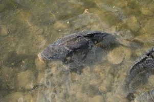 dsc_211178.jpg