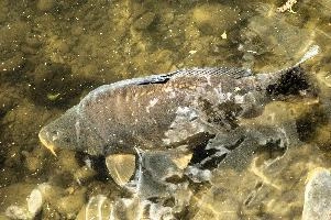Mirror Carp, pond, lake, carpio, europe, cyprinus, germany, sunshine, mirror, swimming, fish, scales, carp, wildlife, salem, animal, affenberg, aquatic, bodensee, ornamental