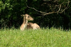 Fallow Deer,  fallow deer doe resting on meadow