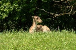 Fallow Deer,  fallow deer doe resting on meadow