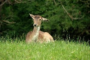 Fallow Deer,  fallow deer doe resting on meadow