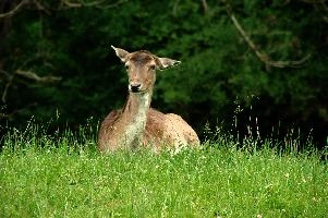 Fallow Deer,  fallow deer doe resting on meadow