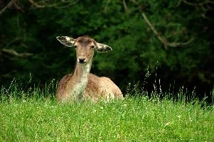 Fallow Deer,  fallow deer doe resting on meadow