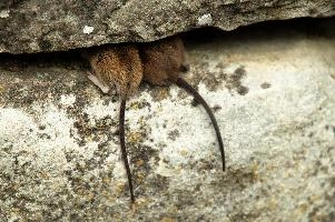 Retreat, salem, rodents, tails, affenberg, deutschland, mice