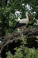 Ciconia ciconia, storch, animal, germany, wild, cigogne, pair, bird, nesting, white, reproduction, breeding, stork, baden-württemberg, beautiful, ciconia, constance, lucky, salem, lake, wings, affenberg, nests, migratory, bodensee, nest, wildlife