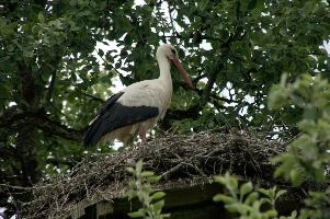 Ciconia ciconia, storch, animal, germany, wild, cigogne, pair, bird, nesting, white, reproduction, breeding, stork, baden-württemberg, beautiful, ciconia, constance, lucky, salem, lake, wings, affenberg, nests, migratory, bodensee, nest, wildlife