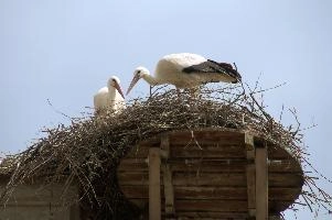 Ciconia ciconia, affenberg, storch, cigogne, white, baden-württemberg, bird, wings, bodensee, nest, breeding, germany, reproduction, beautiful, stork, migratory, nests, wildlife, pair, nesting, lucky, salem, ciconia, constance, lake, animal, wild