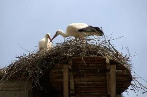Ciconia ciconia, affenberg, storch, cigogne, white, baden-württemberg, bird, wings, bodensee, nest, breeding, germany, reproduction, beautiful, stork, migratory, nests, wildlife, pair, nesting, lucky, salem, ciconia, constance, lake, animal, wild