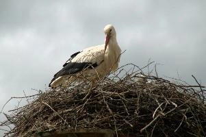 Ciconia ciconia, affenberg, storch, cigogne, white, baden-württemberg, bird, wings, bodensee, nest, breeding, germany, reproduction, beautiful, stork, migratory, nests, wildlife, pair, nesting, lucky, salem, ciconia, constance, lake, animal, wild