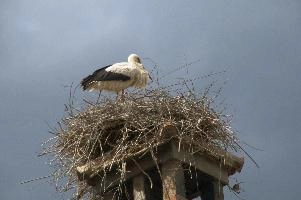 dsc_211277.jpg