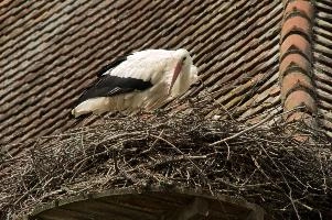 dsc_211286.jpg