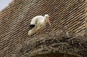 dsc_211295.jpg