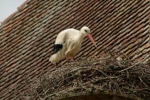 dsc_211296.jpg