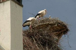 dsc_211305.jpg
