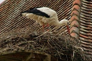 dsc_211341.jpg