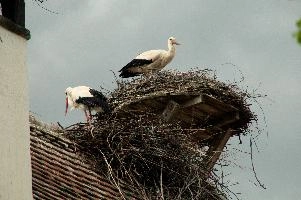 dsc_211344.jpg