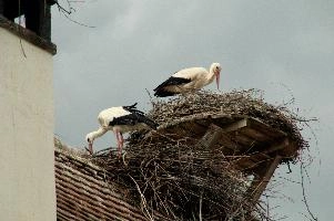 dsc_211347.jpg