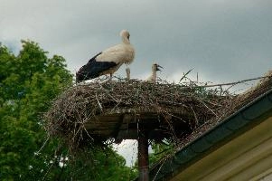 dsc_211365.jpg