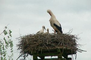 dsc_211368.jpg