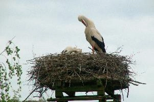dsc_211371.jpg