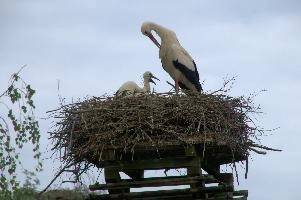 Ciconia ciconia, affenberg, storch, cigogne, white, baden-württemberg, bird, wings, bodensee, nest, breeding, germany, reproduction, beautiful, stork, migratory, nests, wildlife, pair, nesting, lucky, salem, ciconia, constance, lake, animal, wild