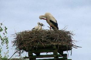 dsc_211377.jpg