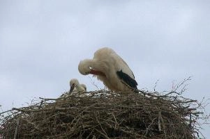 dsc_211397.jpg