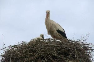 dsc_211403.jpg