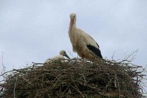 dsc_211404.jpg